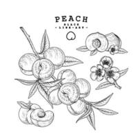 dessins de fruits de pêche. vecteur