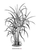 Illustration botanique de canne à sucre style gravure vintage art noir et blanc isolé sur fond blanc