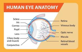 diagramme de l & # 39; anatomie de l & # 39; oeil humain avec étiquette vecteur