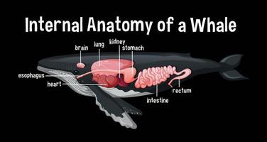 anatomie interne d'une baleine avec étiquette vecteur