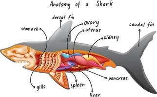 anatomie d'un requin vecteur