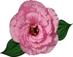 fleur d'eustomie rose isolée sur fond blanc. illustration réaliste de vecteur