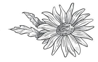 fleur de camomille en fleurs, croquis monochrome vecteur