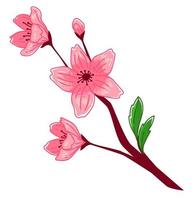 sakura en fleurs, fleur de branche de cerisier vecteur