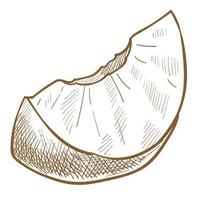 abricot ou pêche fruit sucré coupé en morceau croquis vecteur