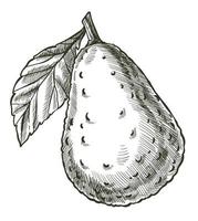 Légume mûr avocat avec croquis monochrome de feuilles vecteur