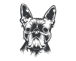 illustration vectorielle de race boston terrier, vecteur de chien boston terrier sur fond blanc pour t-shirt, logo et autres