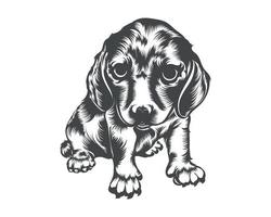 illustration vectorielle de race de chien teckel, vecteur de chien teckel sur fond blanc pour t-shirt, logo et autres