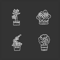 plantes d'intérieur décoratives craie icônes blanches sur fond noir. plantes d'intérieur. plantes domestiquées. orchidée, yucca. agrumes miniature, violette africaine. illustrations de tableau vectoriel isolé