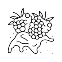 splash framboise fruit berry ligne icône illustration vectorielle vecteur