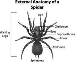 Anatomie externe d'une araignée sur fond blanc vecteur