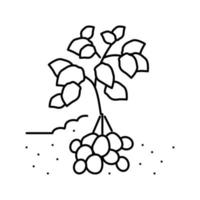 plante de pomme de terre légume ligne icône illustration vectorielle vecteur