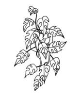 doodle de plante d'intérieur suspendue en pot. illustration vectorielle dessinée à la main de plante d'intérieur rhaphidophora tetrasperma isolée sur fond blanc. vecteur