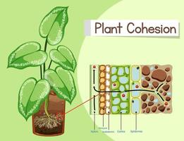 diagramme montrant la cohésion des plantes vecteur