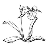 fleurs d'orchidées à l'encre vectorielle dessinées à la main, tiges, feuilles, monochrome, contour détaillé. composition avec des branches. isolé sur fond blanc. conception pour l'art mural, mariage, impression, tatouage, couverture, carte. vecteur