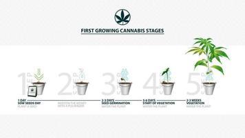 étapes de la germination des graines de cannabis de la graine à la germination, la saison de croissance du cannabis, les premières étapes de croissance du cannabis, guide de culture du cannabis vecteur