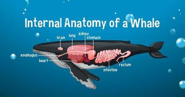 anatomie interne d'une baleine avec étiquette vecteur