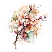 printemps fleurs Cerise fleurs et chute pétales fond-aquarelle illustration vecteur