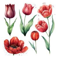 illustration de aquarelle main tiré ensemble de coloré rouge tulipes bouquet isolé sur blanc Contexte. printemps fleurs. carte pour les mères jour, 8 mars, mariage. vecteur