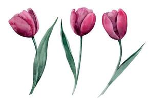 aquarelle ensemble avec tulipe fleurs. main tiré floral illustration sur isolé Contexte avec épanouissement les plantes pour salutation cartes ou invitations. dessin dans branché viva magenta, rose et rouge couleurs vecteur