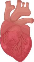 le Humain cœur. le anatomie de le Humain cœur. le interne organe de une personne. vecteur illustration isolé sur une blanc Contexte