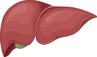 Humain foie. Humain anatomie. le interne organe de une personne. vecteur illustration isolé sur une blanc Contexte