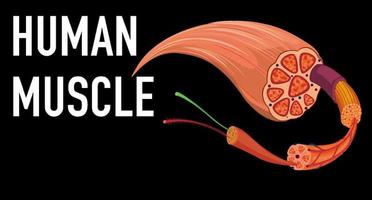 structure de l'anatomie musculaire humaine vecteur