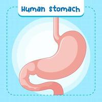 organe interne humain avec estomac vecteur