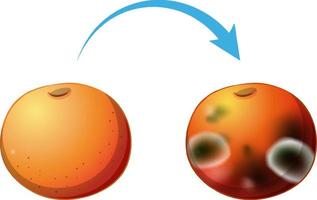 pomme décomposée non comestible avec moisissure vecteur