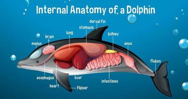 anatomie interne d'un dauphin avec étiquette vecteur