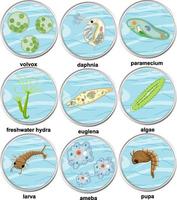 ensemble de différents types d & # 39; organismes unicellulaires vecteur