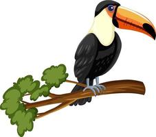 Oiseau toucan sur une branche isolée sur fond blanc vecteur