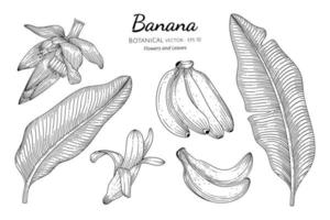 fruits et feuilles de banane illustration botanique dessinés à la main avec dessin au trait sur fond blanc. vecteur