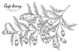 goji berry fruits illustration botanique dessinée à la main avec dessin au trait sur fond blanc. vecteur
