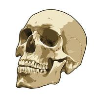 anatomie crâne réaliste vector art
