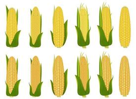 illustration de conception de vecteur de maïs isolé sur fond blanc