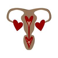 utérus, femelle organe, grossesse, menstruation vecteur