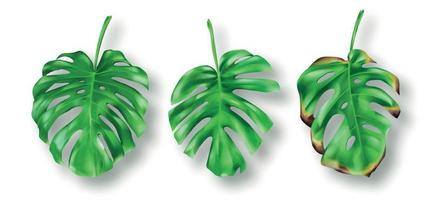 tropical vert monstera feuilles sur blanc Contexte vecteur