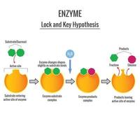 le fermer à clé et clé mécanisme de enzyme action sur substrat vecteur