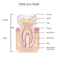 dent anatomie avec tout les pièces comprenant couronne cou émail dentine pulpe les gencives racine canal et du sang la fourniture vecteur
