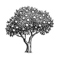 Pomme arbre. encre esquisser isolé sur blanc Contexte. main tiré vecteur illustration. rétro style.