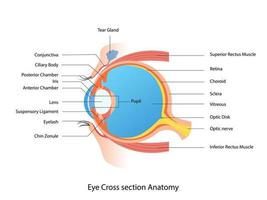 œil traverser section anatomie, Humain œil structure schème médical illustration vecteur