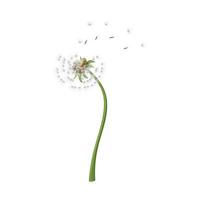 pissenlit fleur été dessin animé vecteur illustration