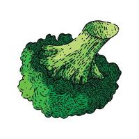 brocoli Frais esquisser main tiré vecteur