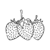 fraise ligne art vecteur illustration