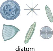 ensemble d'icônes de diatomées isolé sur fond blanc