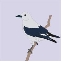 illustration de une casse Noisette clark, lequel fait parti à une espèce de corbeau a trouvé principalement dans le montagnes de Nord Amérique vecteur