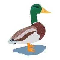 canard vecteur illustration isolé sur blanc Contexte. colvert. Masculin canard.