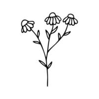 main tiré à base de plantes camomille clipart. un ligne griffonnage vecteur