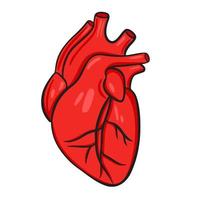 principale interne Humain organe cœur vecteur